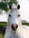 Grey Pony Headshot Royalty Free Stock Photo