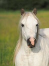 Grey Pony Headshot Royalty Free Stock Photo