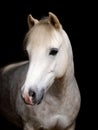 Grey Pony Headshot Royalty Free Stock Photo