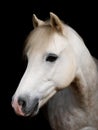 Grey Pony Headshot Royalty Free Stock Photo