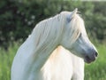 Grey Pony Headshot Royalty Free Stock Photo