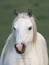 Grey Pony Headshot Royalty Free Stock Photo