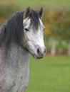 Grey Pony Headshot Royalty Free Stock Photo