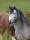 Grey Pony Headshot Royalty Free Stock Photo