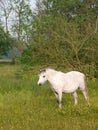 Grey Pony in Paddock