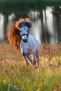 Grey pony stallion run at sunset Royalty Free Stock Photo