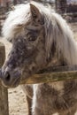 Grey Pony Royalty Free Stock Photo