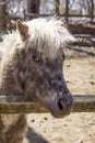 Grey Pony Royalty Free Stock Photo