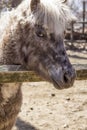 Grey Pony Royalty Free Stock Photo