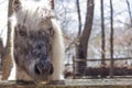 Grey Pony Royalty Free Stock Photo