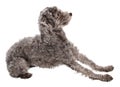Grey poodle
