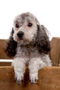 Grey poodle dog in wooden crate Royalty Free Stock Photo