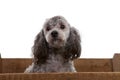 Grey poodle dog in wooden crate Royalty Free Stock Photo