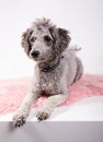 Grey poodle Royalty Free Stock Photo