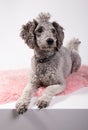Grey poodle Royalty Free Stock Photo