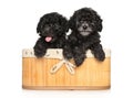 Grey poodle puppies in a basket Royalty Free Stock Photo