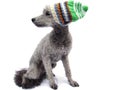 Grey poodle wearing a knitted hat Royalty Free Stock Photo