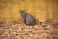 Grey poor stray cat sitting near yellow wall on autumn leaves in park in Odessa
