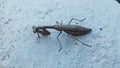 Grey praying mantis, close up Royalty Free Stock Photo