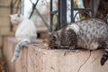 Grey pregnant stray cat eating food outdoors in park of Odessa Royalty Free Stock Photo