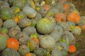 Grey pumpkins named Confection Royalty Free Stock Photo