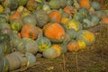 Grey pumpkins named Confection Royalty Free Stock Photo