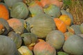 Grey pumpkins named Confection Royalty Free Stock Photo