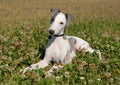 Grey Puppy whippet Royalty Free Stock Photo