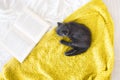 Grey purebred british kitten sleeps on blanket Royalty Free Stock Photo