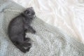 Grey purebred british kitten sleeps on blanket Royalty Free Stock Photo