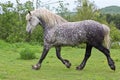 Grey Purebred Percheron Galloping