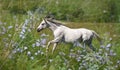 Quarter horse mare  in green pasture Royalty Free Stock Photo