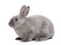 Grey Rabbit Royalty Free Stock Photo