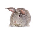 Grey rabbit Royalty Free Stock Photo