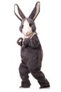 Grey rabbit Royalty Free Stock Photo