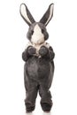 Grey rabbit Royalty Free Stock Photo