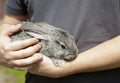 Grey rabbit Royalty Free Stock Photo