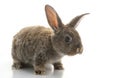 Grey Rabbit Royalty Free Stock Photo