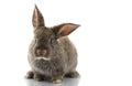 Grey Rabbit Royalty Free Stock Photo