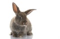 Grey Rabbit Royalty Free Stock Photo