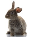 Grey Rabbit Royalty Free Stock Photo