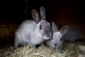 Grey rabbit with baby looking out of a rabbit shop. Bunny pet stand on hay. Rabbit hutch on farmer yard.