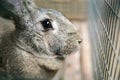 Grey rabbit close-up