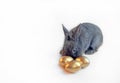 Grey rabbit with Easter golden eggs isolated on white background Royalty Free Stock Photo