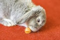 Rabbit on red carpet eating a carrot.Pet portrait