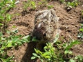 Grey rabbit on the field.