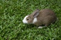 Grey rabbit on the grass