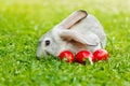 Grey rabbit in green grass with three red eggs Royalty Free Stock Photo