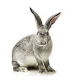 Grey rabbit