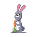 Grey rabbit holding in paws and eating carrot